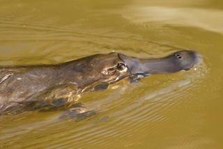 Starting with filter-feeding insects, pharmaceutical compounds in stream water accumulate in aquatic organisms’ tissues. This means that animals that eat aquatic insects, like platypus, get a dose of pharmaceuticals with their meals.